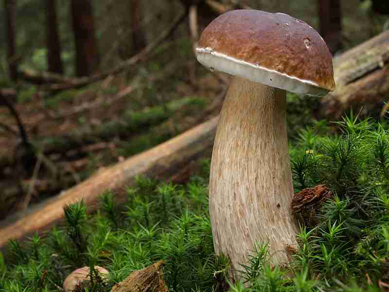  Image name: 215 Porcino.jpg 
 width: 800 pixel 
 height: 600 pixel 
 Size: 31561 bytes 
 Click to enlarge 